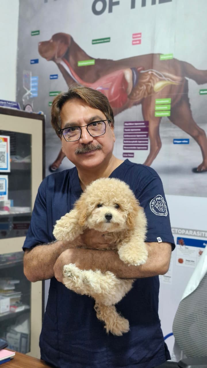 Veterinarian holding a fluffy cream puppy