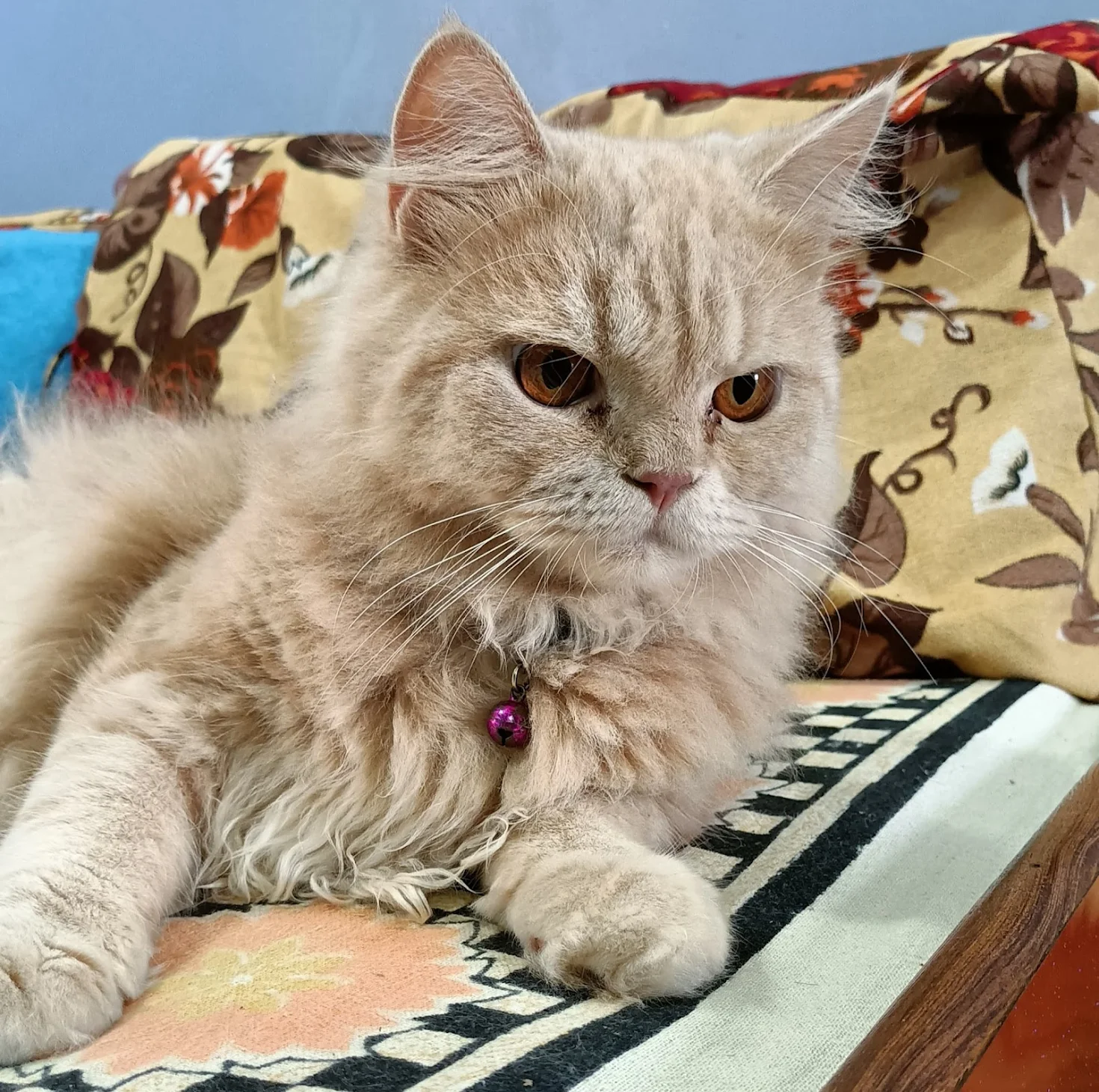 Happy Persian cat resting — a patient of RT Pet Clinic