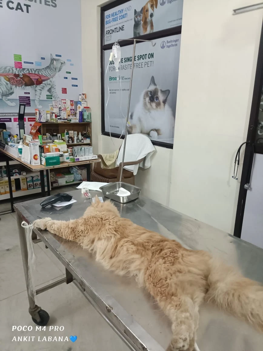 Cat on IV drip receiving treatment in the clinic