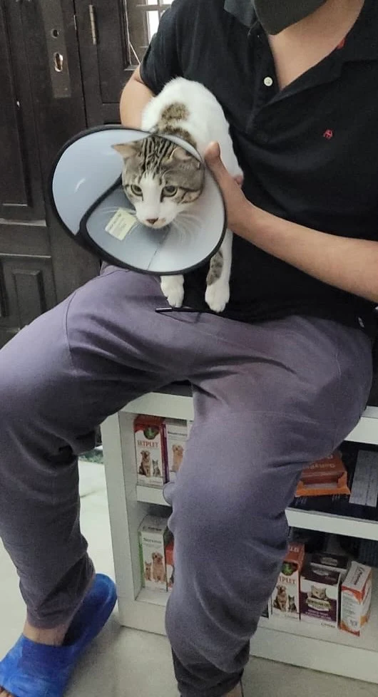 Cat recovering with Elizabethan collar in team member's care