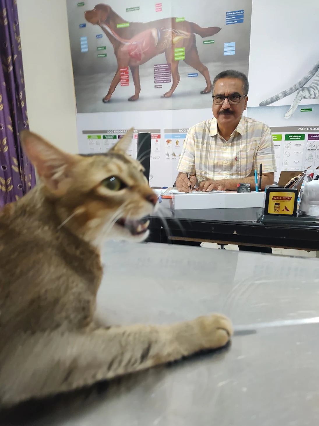 Dr. Rajesh consulting a cat at RT Pet Clinic
