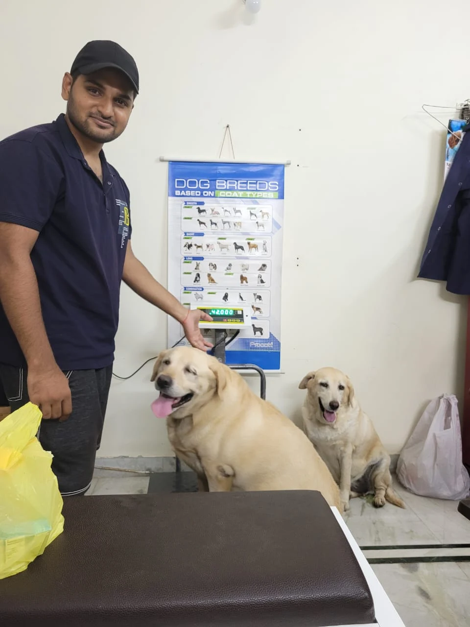 Team member weighing two Labradors in the clinic
