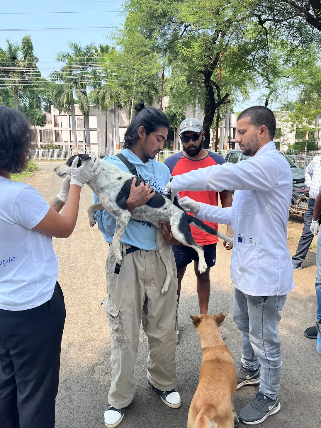 RT Pet Clinic team vaccinating a stray in the field